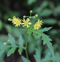 Nemosenecio nikoensis