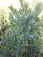 Myrica