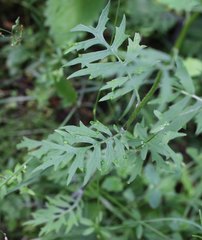 Nemosenecio nikoensis