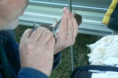 Bradypterus sylvaticus