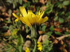 Hieracium brevifolium