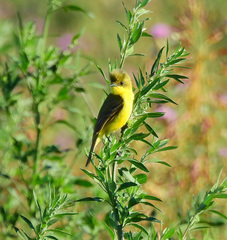 Pseudocolopteryx acutipennis