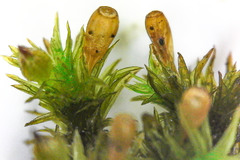 Forsstroemia trichomitria