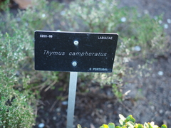 Thymus camphoratus