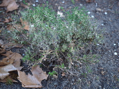 Thymus camphoratus