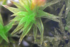 Forsstroemia trichomitria