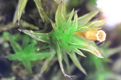 Forsstroemia trichomitria