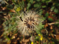 Hieracium brevifolium