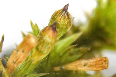 Forsstroemia trichomitria