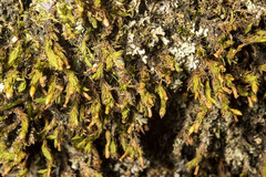 Forsstroemia trichomitria