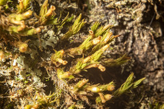 Forsstroemia trichomitria