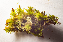 Forsstroemia trichomitria