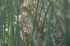 Ixobrychus minutus payesii