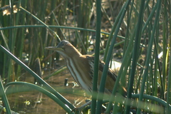 Ixobrychus minutus payesii