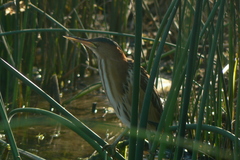 Ixobrychus minutus payesii