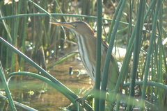 Ixobrychus minutus payesii