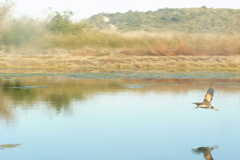 Ixobrychus minutus payesii