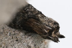 Dasylophia thyatiroides