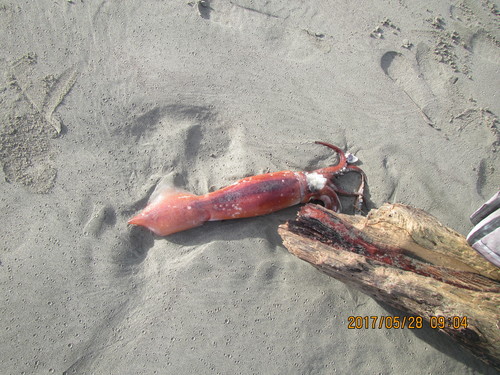 Nototodarus gouldi