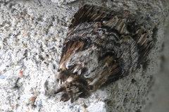 Dasylophia thyatiroides