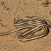 Steppe Ribbon Racer - Photo (c) Leonid A. Neymark, some rights reserved (CC BY-NC), uploaded by Leonid A. Neymark