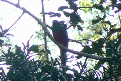 Apaloderma narina narina
