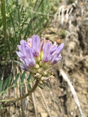Astragalus laxmannii robustior