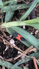 Melanopleurus belfragei