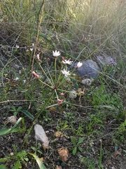 Strumaria tenella tenella