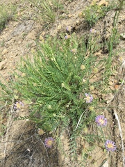 Astragalus laxmannii robustior