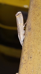 Parapediasia decorellus