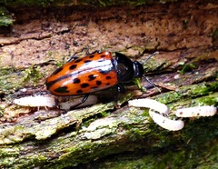 Pselaphacus signatus