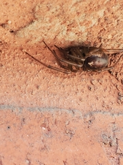 Steatoda nobilis