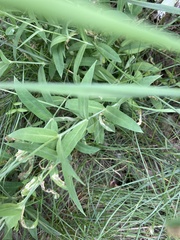 Silene vulgaris