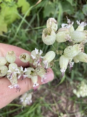 Silene vulgaris