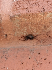 Steatoda nobilis