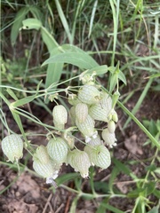 Silene vulgaris