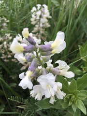Sophora nuttalliana