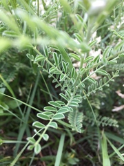 Sophora nuttalliana