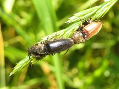 Hemicrepidius niger