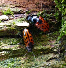 Pselaphacus signatus