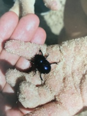 Trypocopris vernalis