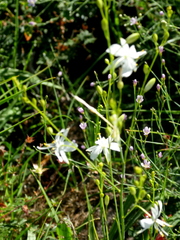 Anthericum ramosum