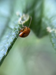 Sphaeroderma testaceum