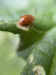 Sphaeroderma testaceum