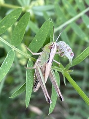 Pseudochorthippus montanus