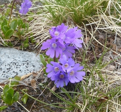 Primula glutinosa