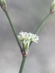 Eriogonum baileyi