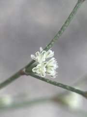 Eriogonum baileyi