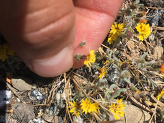 Lessingia tenuis